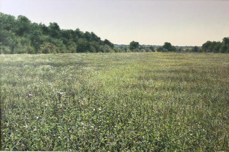 *The Field Early Summer nr Otterton