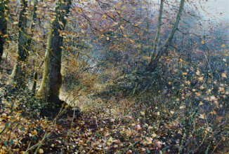 The Enchanted Wood