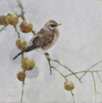 Winter Visitor - Fieldfare
