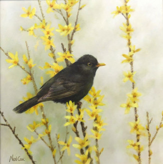 Spring Forsythia-Blackbird