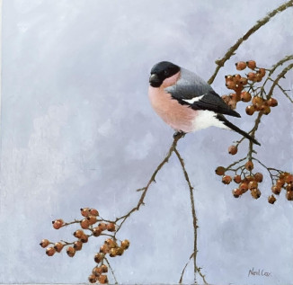 Autumn Blush Bullfinch
