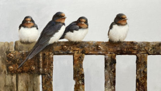 Resting Up - Swallows