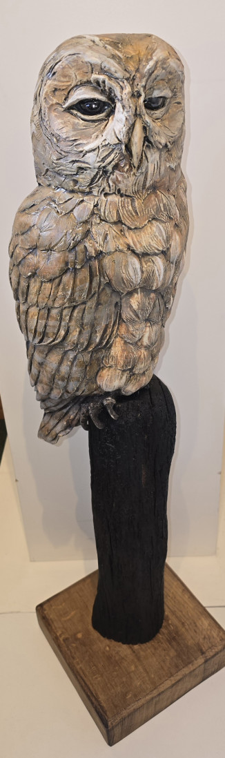 Tawny Owl