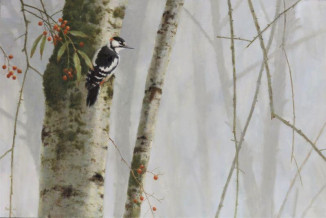 The Rowan Great Spotted Woodpecker