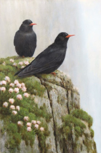 Diggers' Realm - Cornish Choughs - Neil Cox